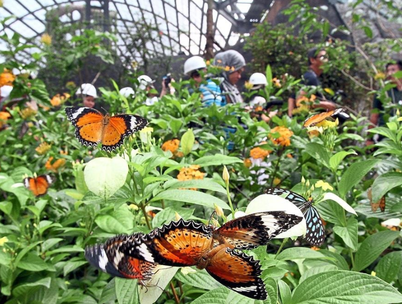 Есть и простые, узнаваемые всеми виды