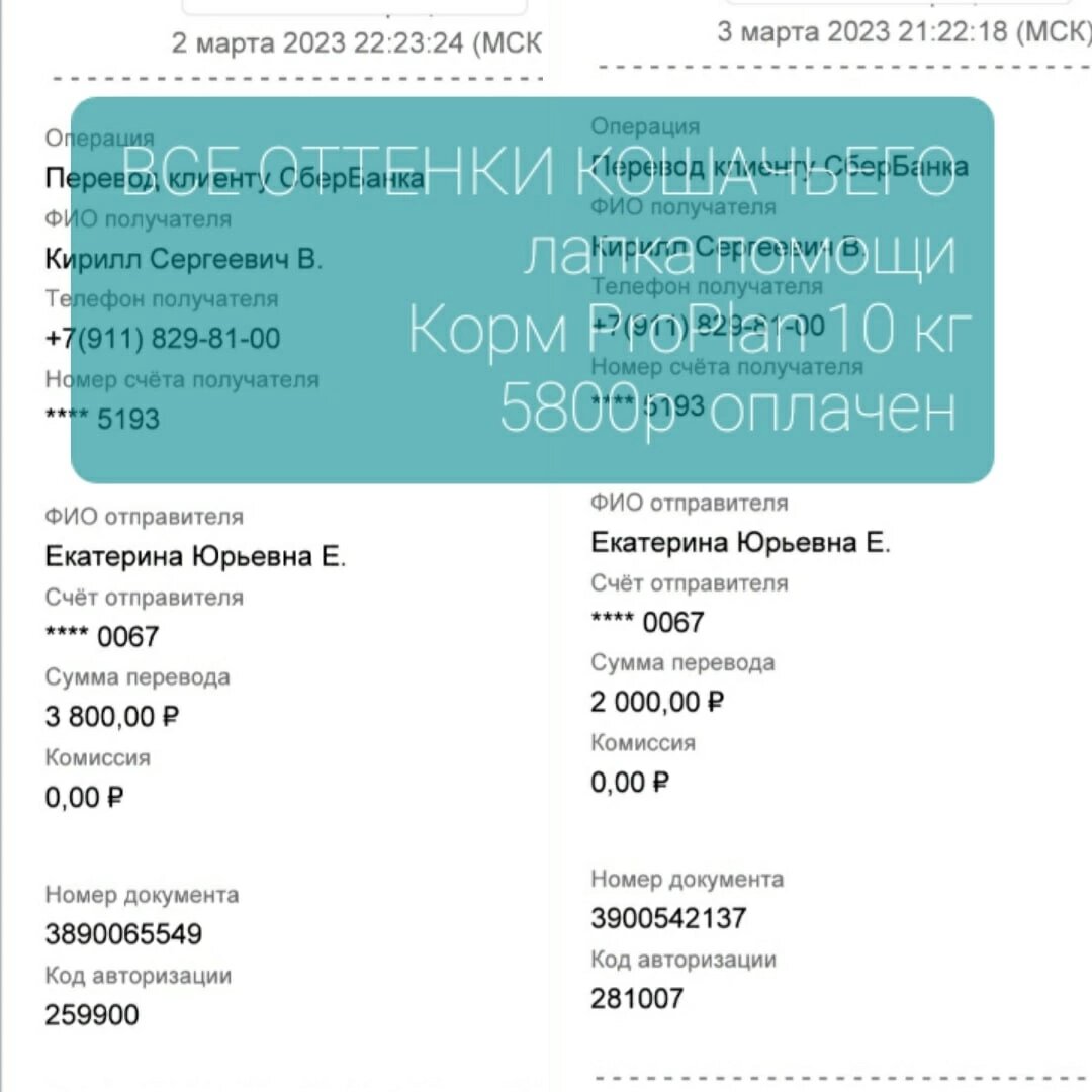© ВСЕ ОТТЕНКИ КОШАЧЬЕГО. Оплата общего корма