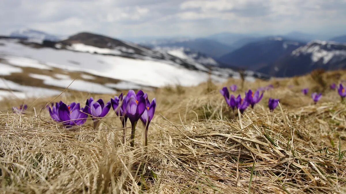 Первоцветы – спутники весны. Фото: unsplash.com