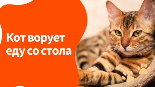 Кот ворует со стола