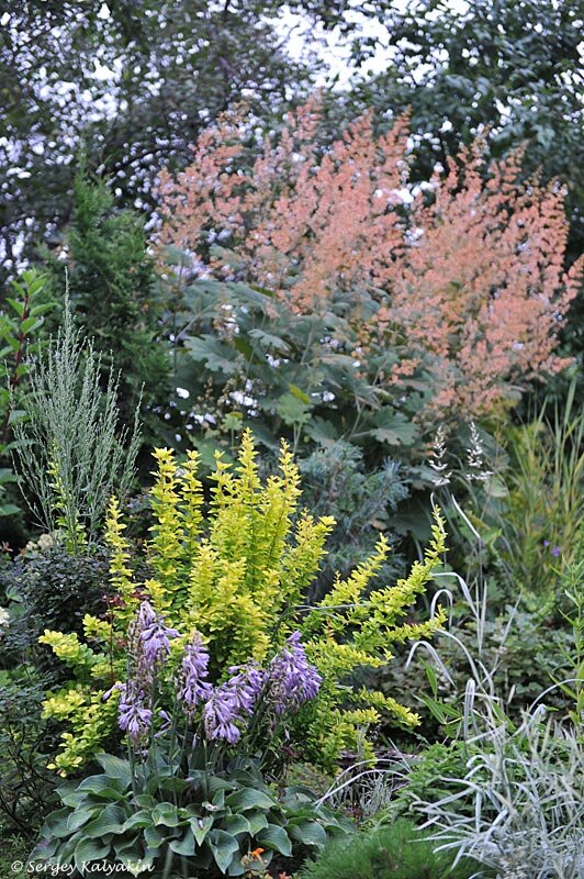 Как красиво использовать барбарис в саду | Сады и цветы | Дзен