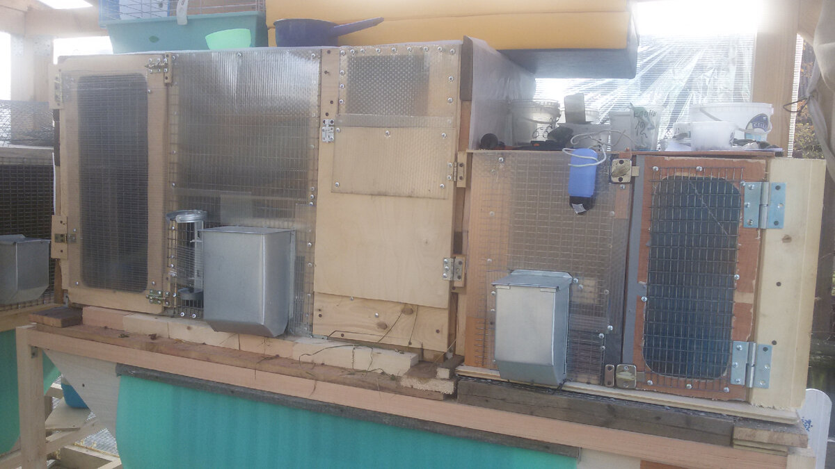 В старом крольчатнике