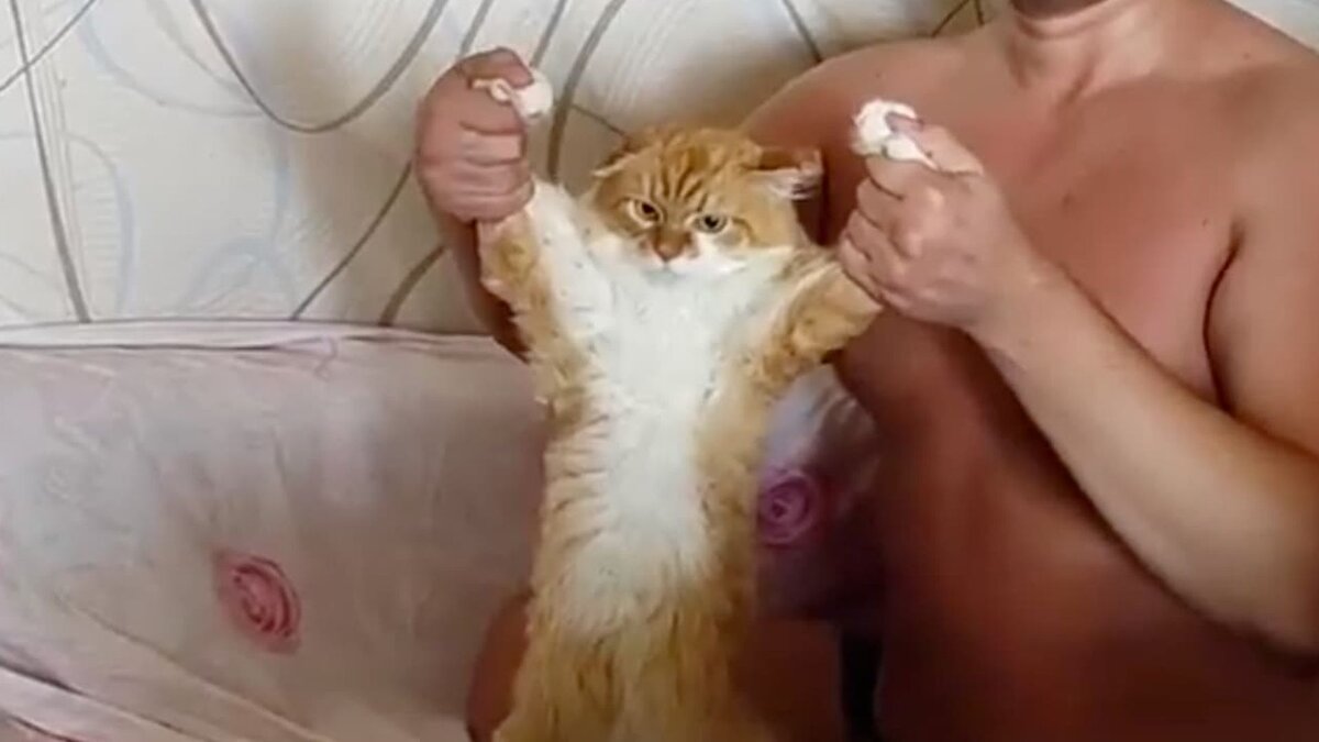    У уральского стримера, который мучил кота в прямом эфире, забрали питомца