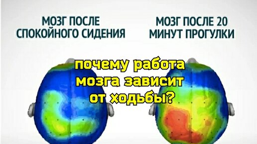 Мозг деградирует, когда мы ходим неправильно. Как моторная кора мозга влияет на разум и память?