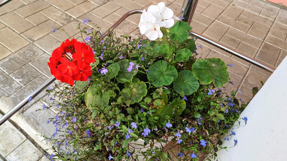 Кашпо лето 2022: лобелия и пеларгонии зональные