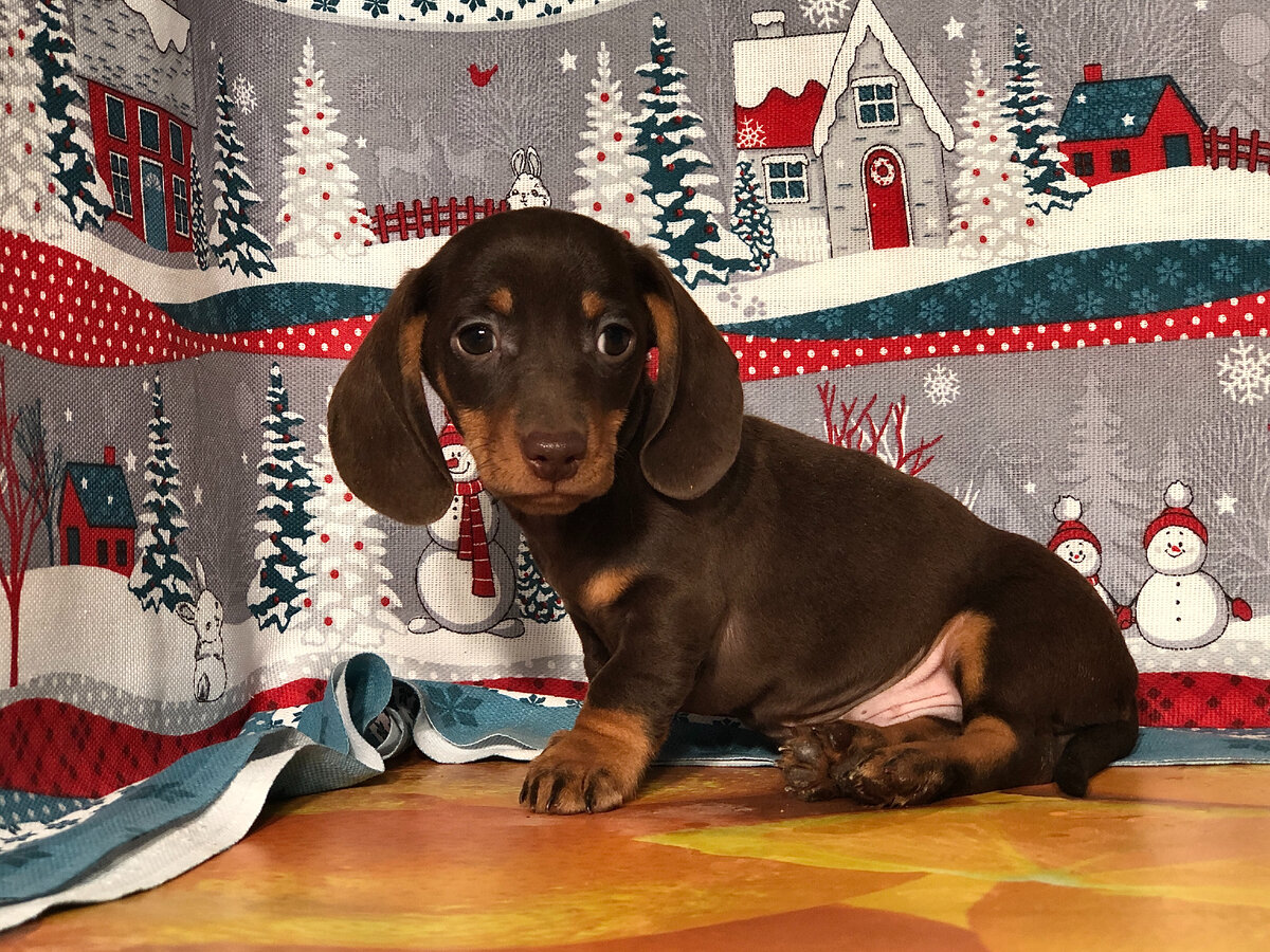 гладкошёрстная такса