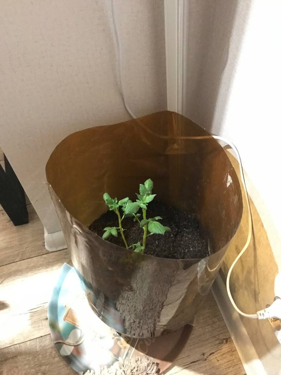 Картофель в пивной кеге