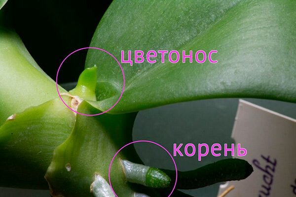 Почему орхидея не выпускает цветонос