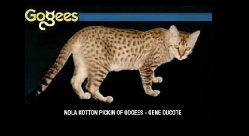 первый кот окраса сепия - линия мау, оцикетов и бурмы