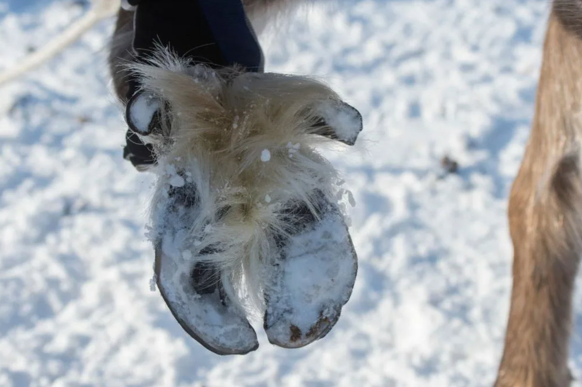 Что придумали звери, чтобы не скользить на льду и в гололёд? Интересные узоры копыт, щетки на ногах и особый способ ходьбы