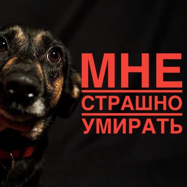 Приюту нужна ваша помощь 