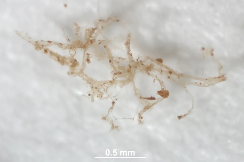     Палеонтологи обнаружили сосуды динозавра, которые почти идеально сохранились