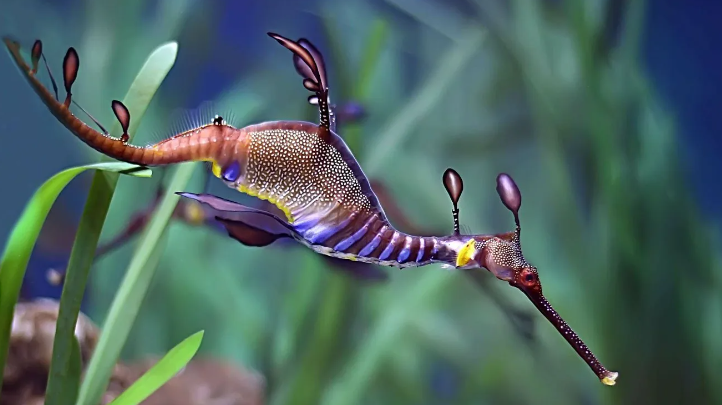 Фото: commons.wikimedia.org