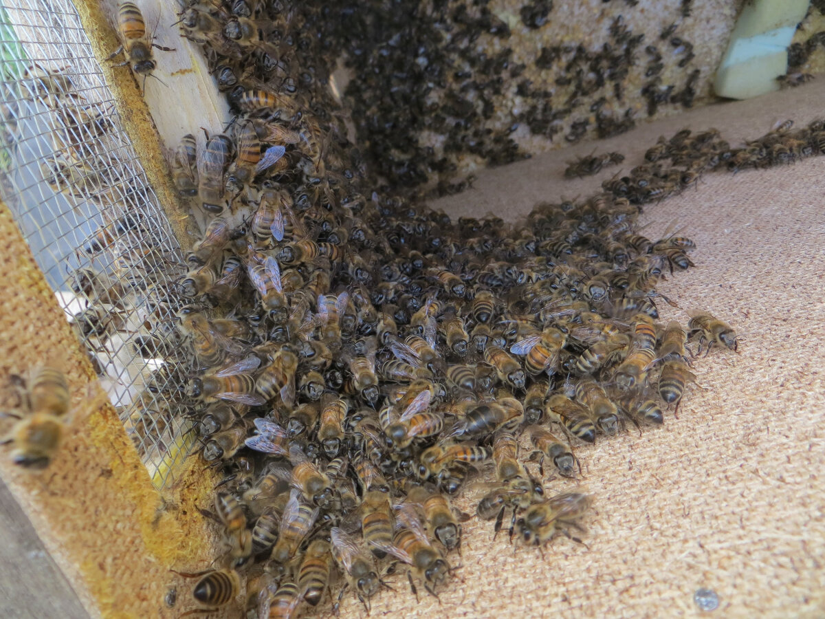 Вылезают из ящика на свободу... Первая пересадка - незабываемое ощущение... Там, кстати матку можно разглядеть