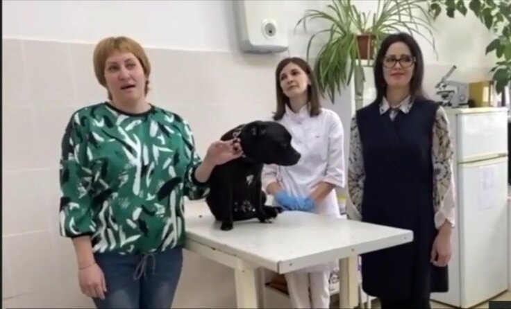    Губернатору Югры в прямом эфире показали процедуру чипирования собаки