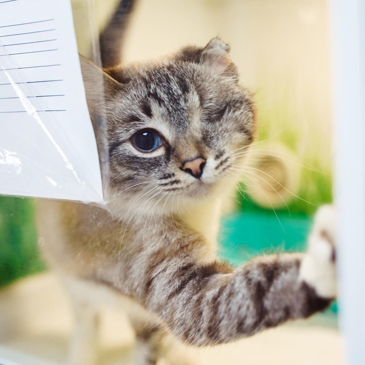 Шер восстанавливается после операции