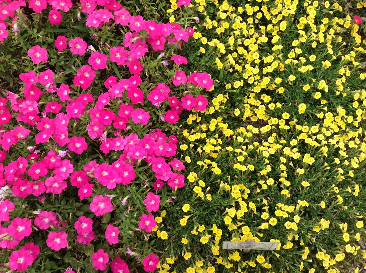 Источник: kentuckyhomegardens.blogspot.com