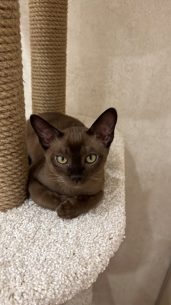 Наш замечательный Брайтон- всеобщий любимец.