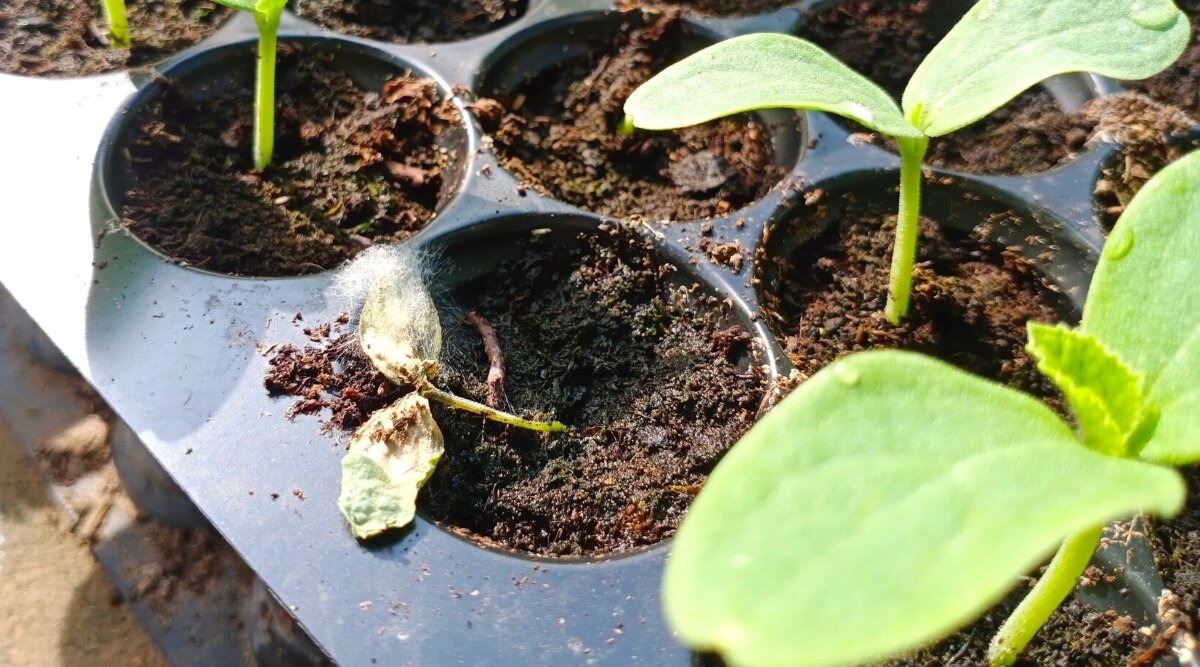 Рассада погибла