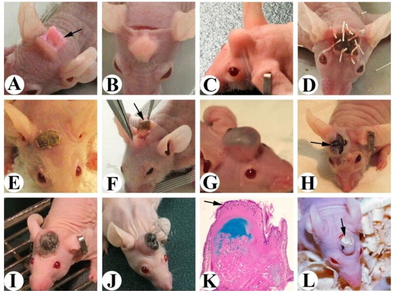     Фото: Chunyi Li/ Journal of Regenerative Biology and Medicine, 2020 Мыши с мини-рогами из предыдущей научной статьи одного из авторов исследования