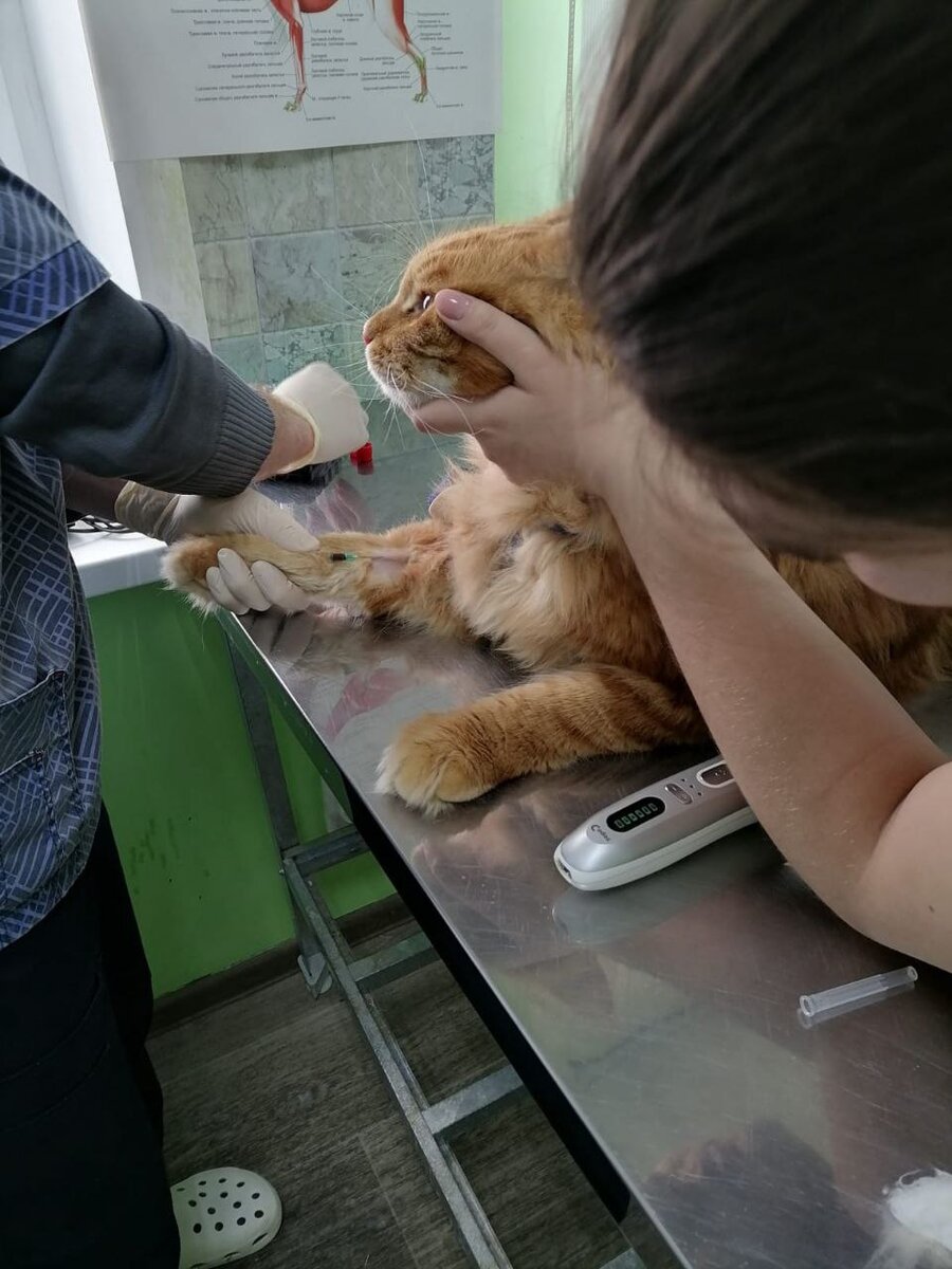 Сегодня наш красавчик Шерхан посетил лечебное заведение по поводу проблемы с глазом, тем самым покорив своим шикарным видом ещё и работников ветеринарной клиники.-1-2