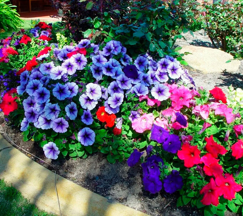 петуния-быстрорастущая -факты