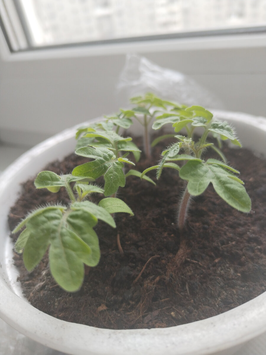 томаты "Красная Шапочка"