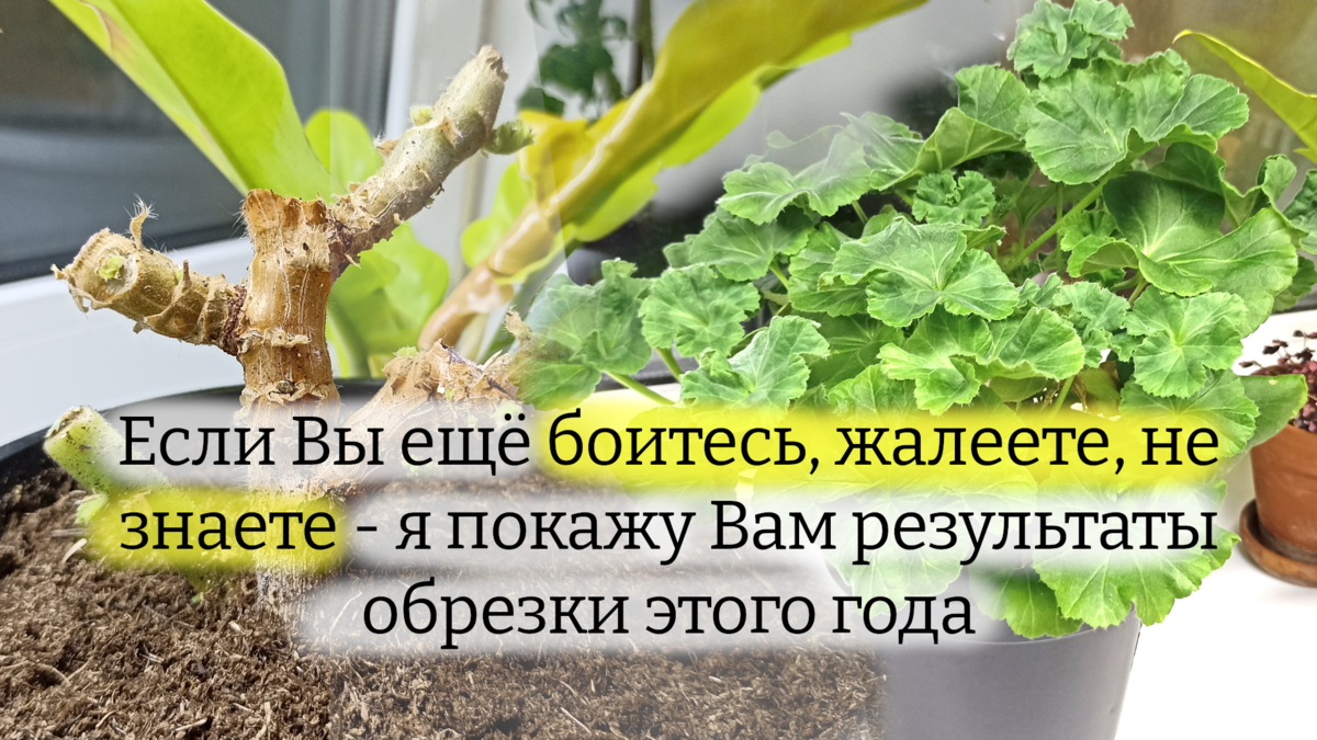 Для обложки)