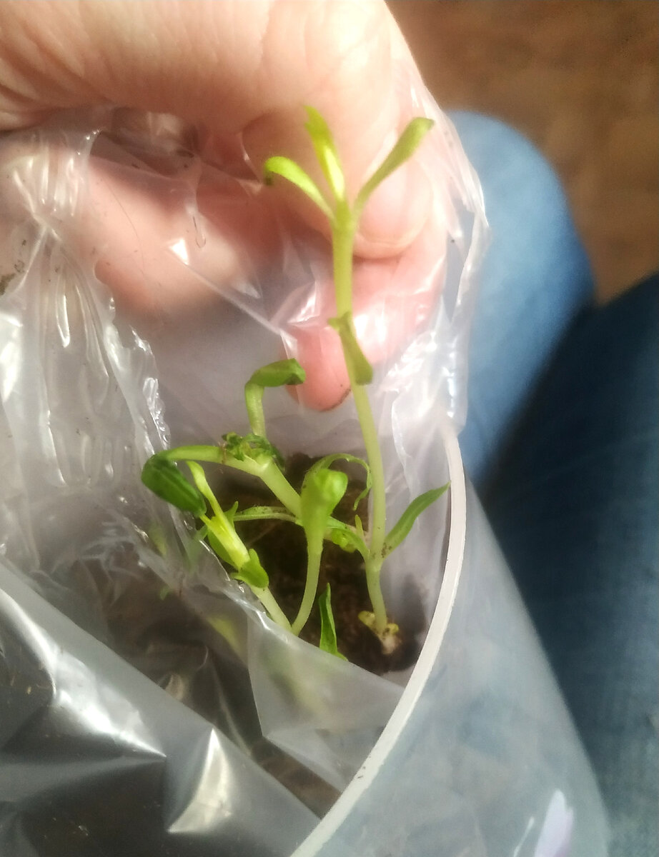 Мой несчастный флокс должен подождать 😁