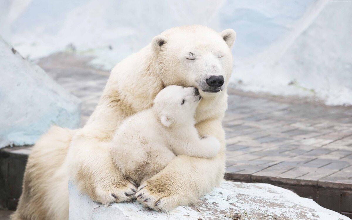Белые медведи: удивительные животные из Красной книги и места их обитания
