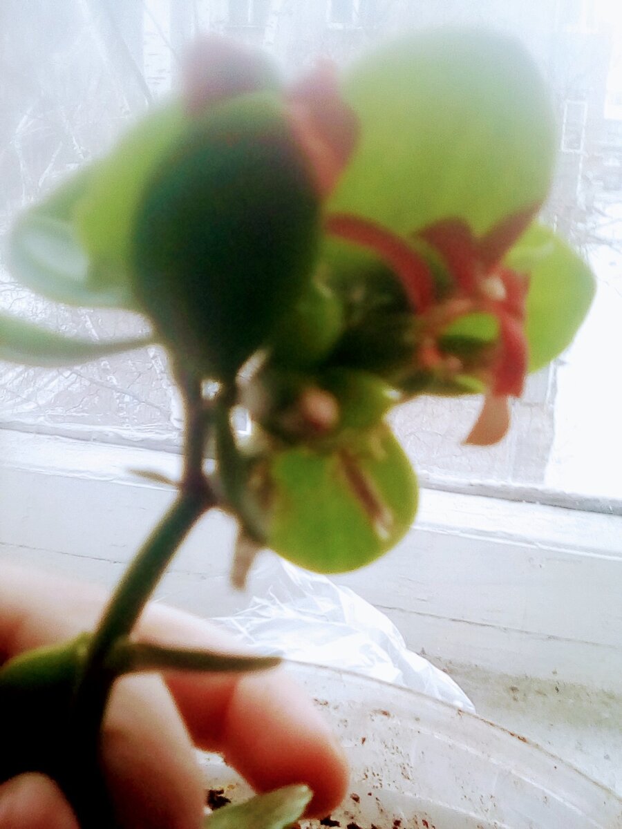 Мой цветок 🥀