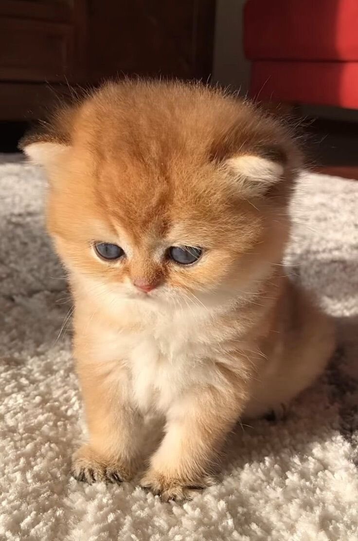 Котенок обычно очень игрив и любопытен. Он любит играть со всем, что движется, и исследовать новые места и предметы. Котята также часто любят ласкаться и получать внимание от своих людей.

Котята требуют много заботы и внимания, особенно в первые месяцы жизни. Они нуждаются в регулярном кормлении и уходе за шерстью, а также в социализации и обучении, чтобы стать хорошо воспитанными и счастливыми котами.

Наблюдать за котенком - это часто забавное и увлекательное занятие. Они могут доставлять своим хозяевам много радости и любви и стать надежными компаньонами на долгие годы.



