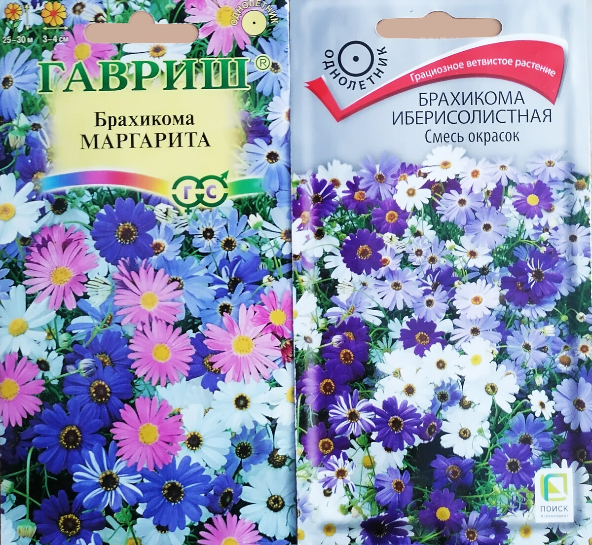 Купить семена Брахикома иберисолистная синяя в магазине Первые Семена по цене 28