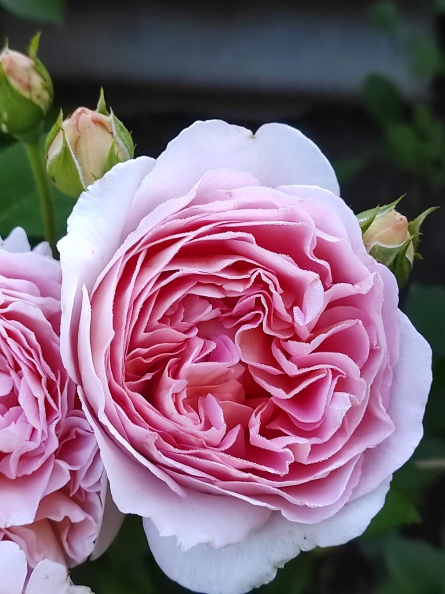 Абрахам Дерби 