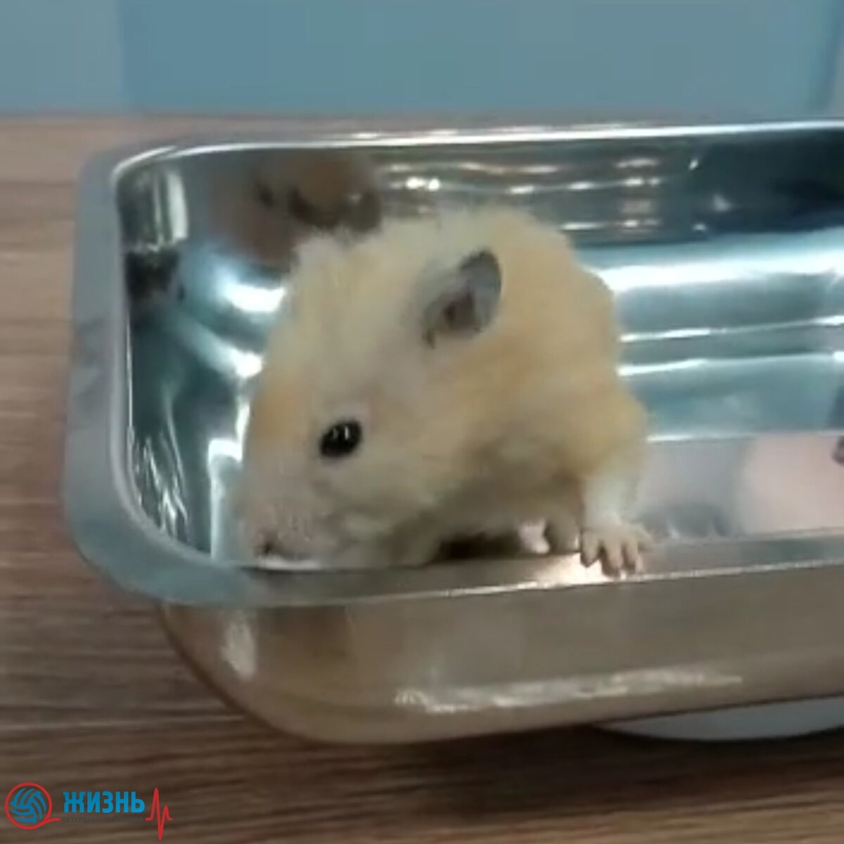 Ветеринар для хомяков в Калуге.