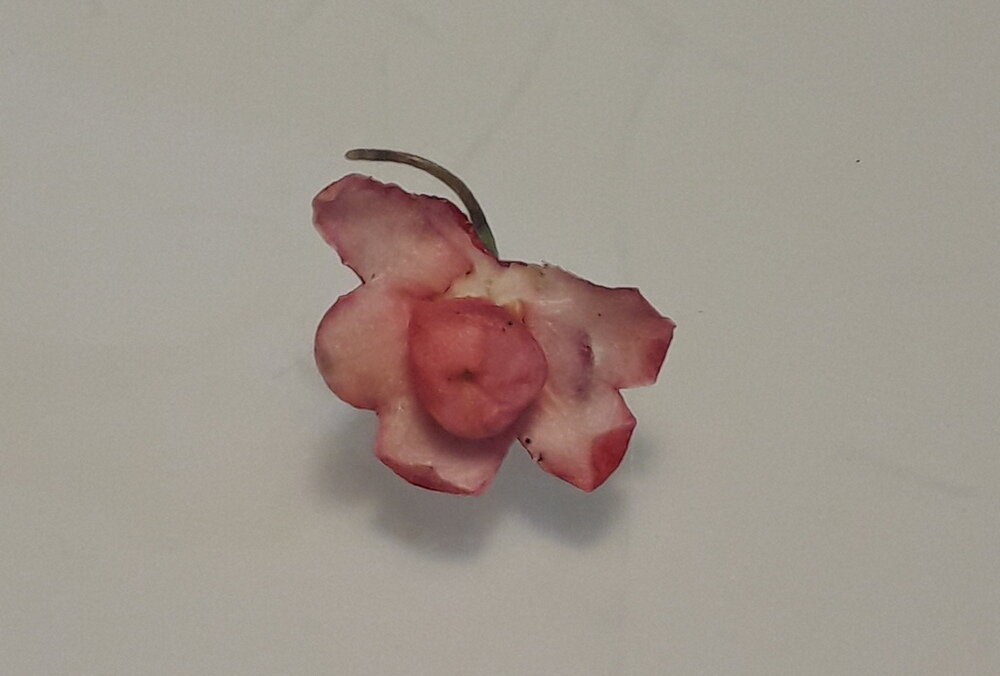 Раскрытая мясистая чашечка Гаультерии с семенной коробочкой в центре. Фото автора