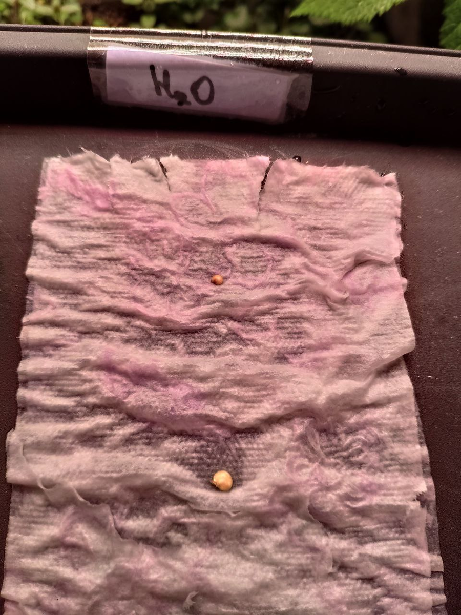 Вы попали в лабораторию Баклажана. Здесь мы наглядно показываем свои эксперименты и делимся результатами с Вами. Это новая рубрика - "Эксперименты". С чего начинается хороший урожай?-10