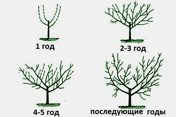 Физические характеристики груши Москвичка