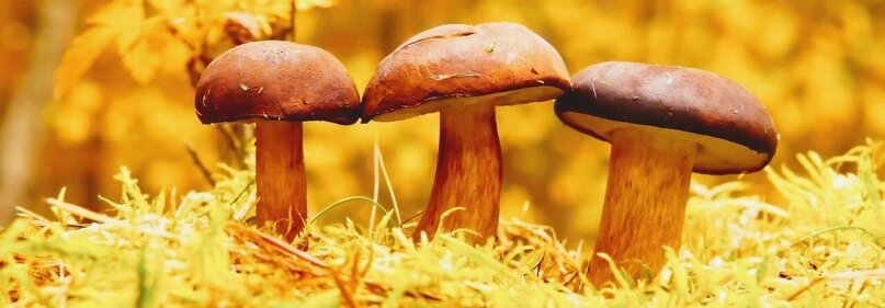 Создать карусельПро выращивание грибов в домашних условиях