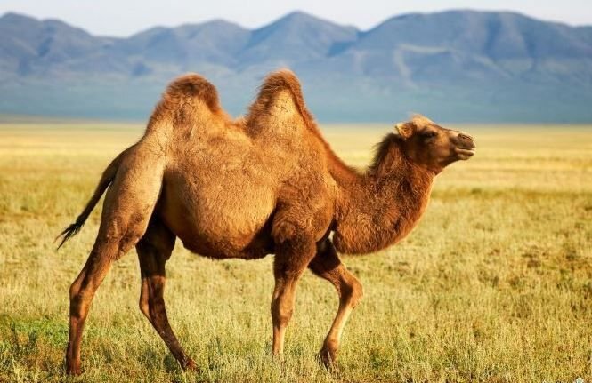      Двугорбый верблюд