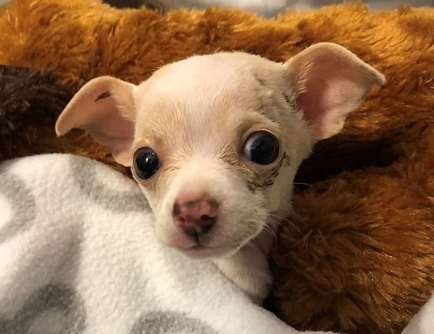      Тони Хоук-герой дня