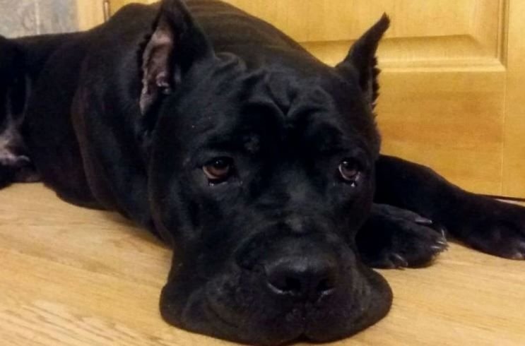      Бедный пёс Канэ Корсо спасён