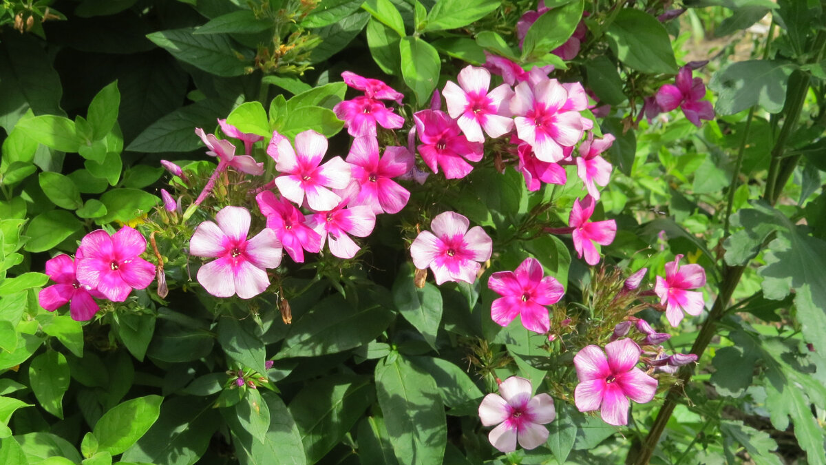 06.08.2022. Флокс метельчатый "Хозяйка медной горы". В таком виде он будет цвести еще долго.