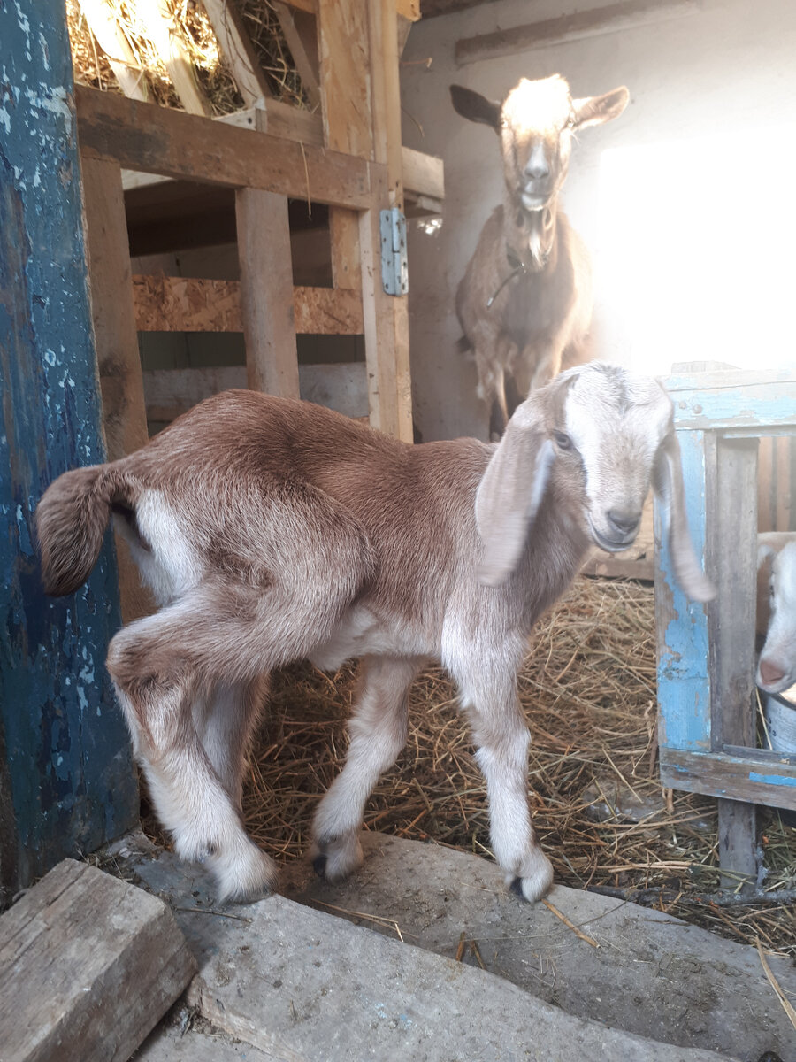 Нубийская малышка Вишня встречает в дверях