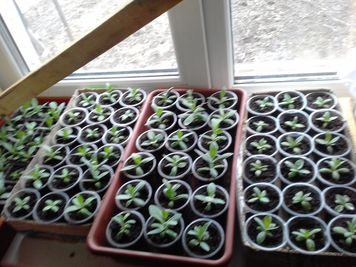 Эустоме 4 месяца