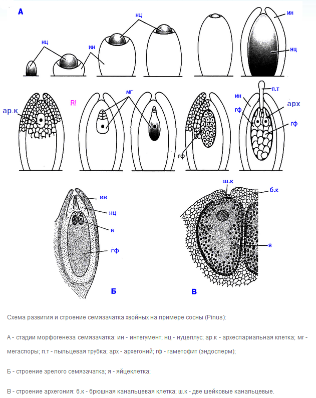 В семязачатке голосеменных и покрытосеменных. Семязачаток покрытосеменных растений. Строение семяпочки сосны. Схема развития семязачатка голосеменных. Строение семязачатка сосны.