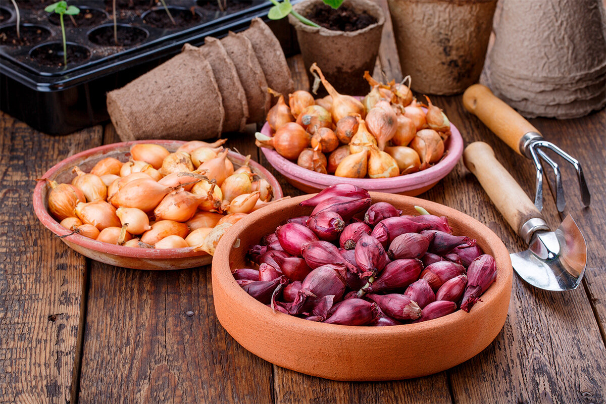    Фото: Geshas/Shutterstock.com