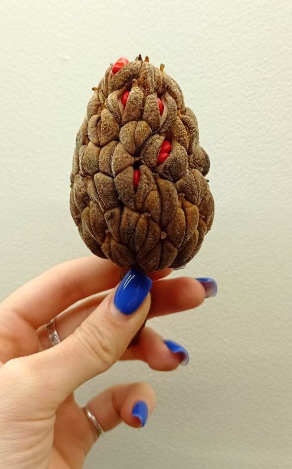 Плоды магнолии выглядят не менее интересно, чем сами цветы