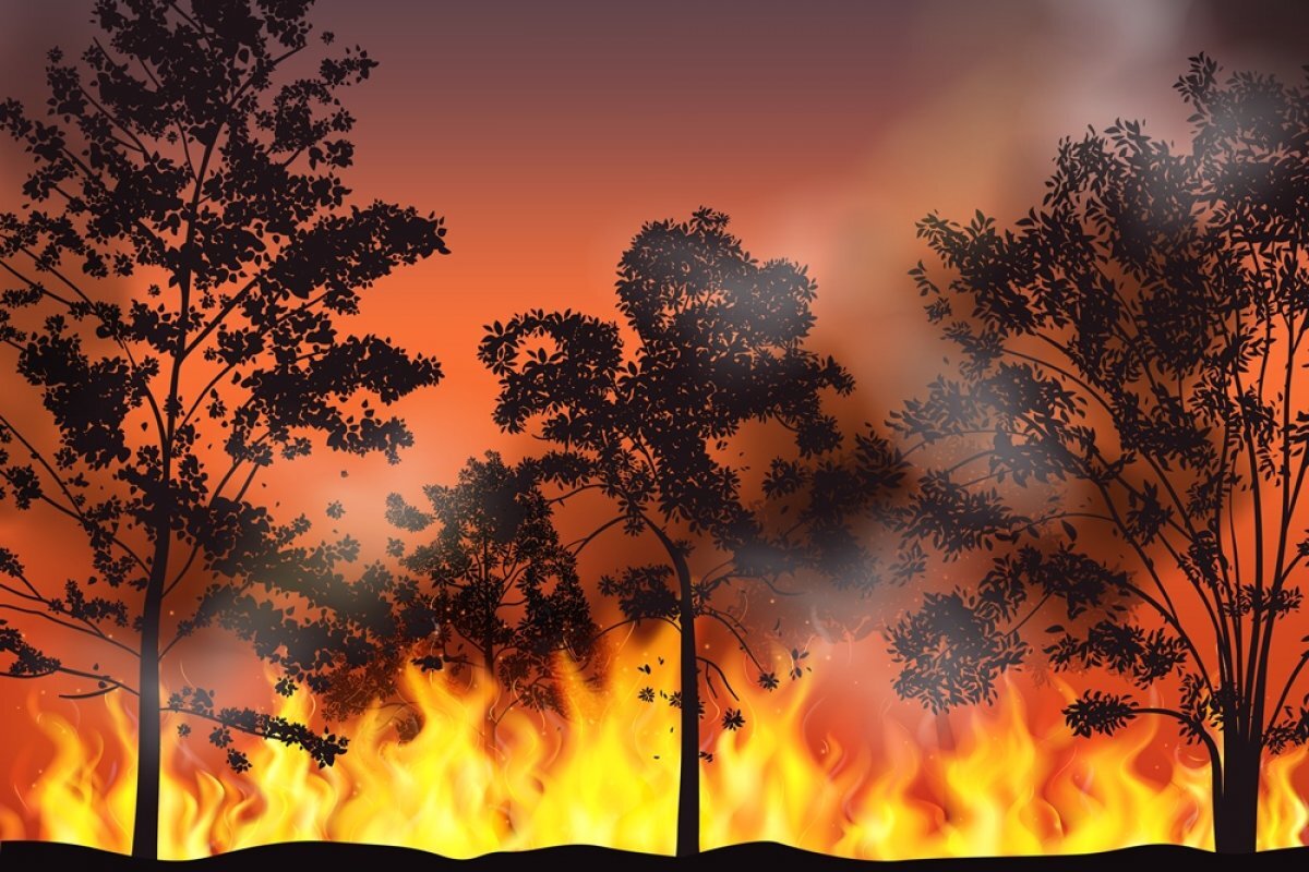    Опять зажигаем. Почему в Дагестане горят леса?