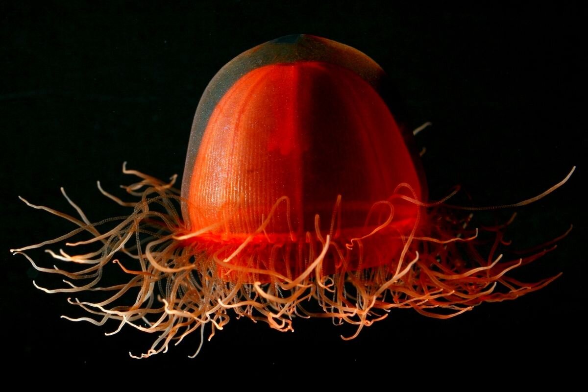 Trachylinae
